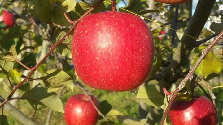 糖度14度以上の蜜入りりんご　岩手県産「サンふじ」数量限定で販売　ＪＡタウン