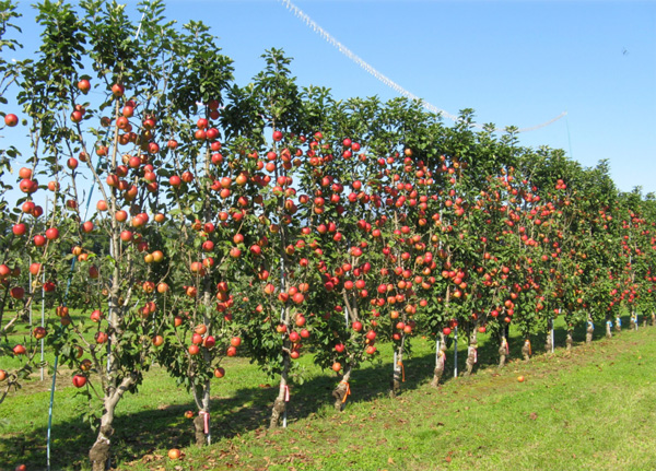 食味に優れ栽培しやすいカラムナー性のりんご「紅つるぎ」（写真提供：農研機構）