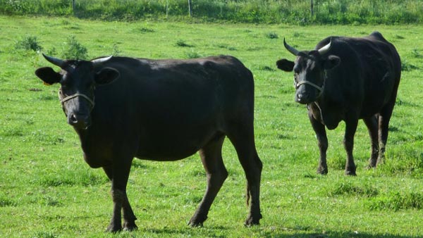 「高関税でも米国向け牛肉輸出伸ばす」　協定見直しも課題　農水省