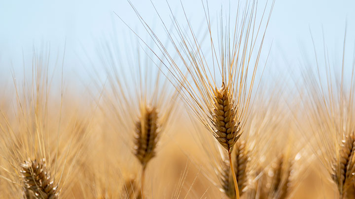 【食料高騰】輸入小麦　売渡価格19％値上げ　上げ幅過去２番目