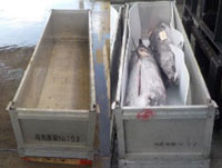 アルミ箱折り畳み魚箱（左） 出荷時の荷姿（氷詰め前）（右）
