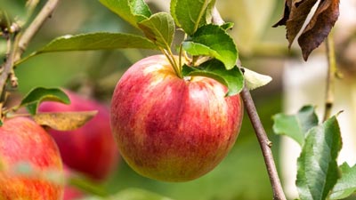 インド向けりんご生果実輸出解禁　22年産収穫以降　農水省