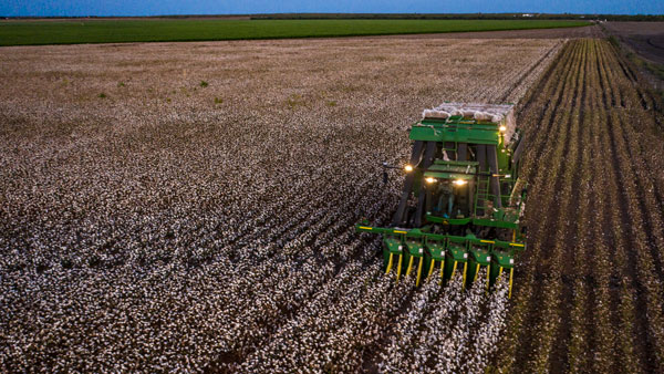 大規模な綿花農家で収穫作業が進む（2020年テキサス州で、米農務省提供）