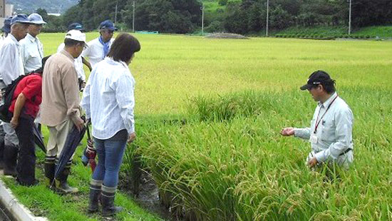 ほ場整備後の稲の生育状況を地元農家と調査