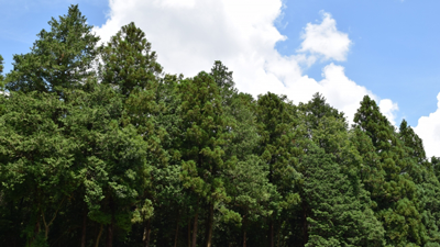 気候変動対応や強い地域づくりへ一体的な森林管理を　治山対策を初めて特集　森林・林業白書