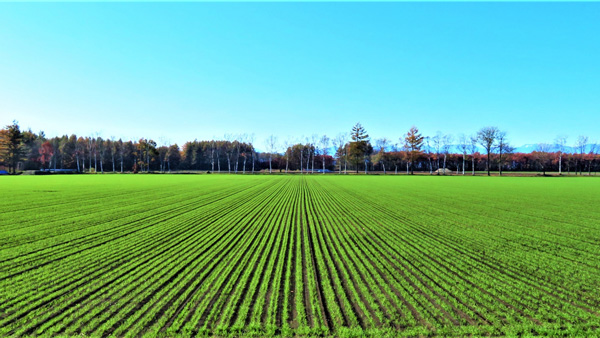 ○小麦畑　北海道.jpg