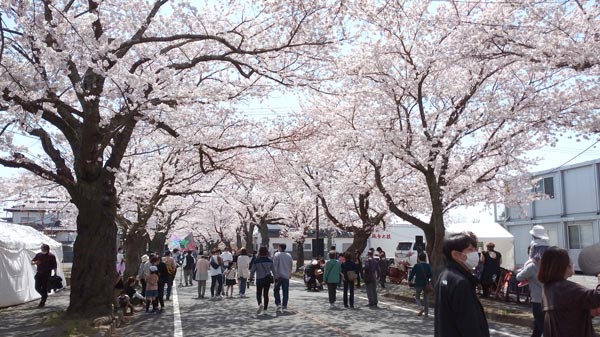 12年ぶりの桜の下で散策する人々