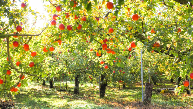 省力樹形などで労働時間削減　水田農業高収益化で果樹転換も