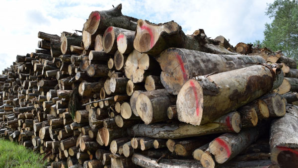 木材価格高騰などウッドショックを特集　ウクライナ情勢で対応策の必要指摘も　森林・林業白書
