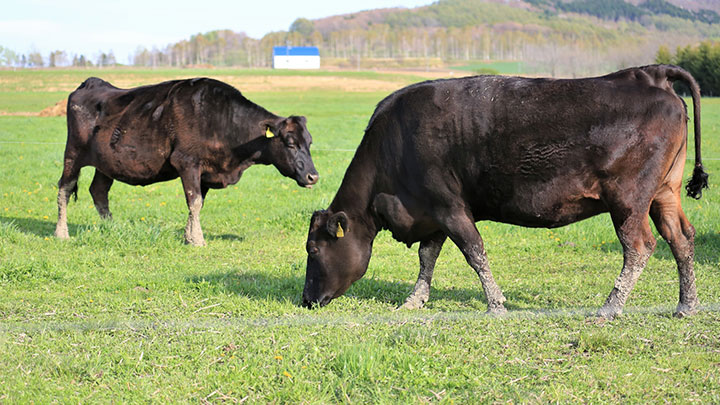 米国、日本産牛肉関税引上げ　「オールジャパンで対応」　農水省