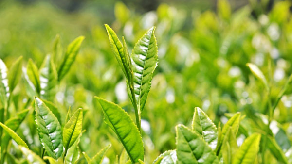 一番茶　生産量７％増　2022年産