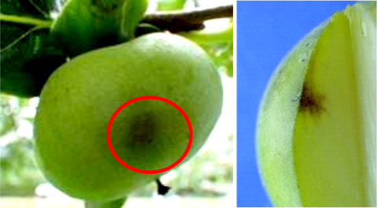 果樹カメムシ類の被害を確認　山形県病害虫防除所　発生状況の確認と注意を呼びかけ