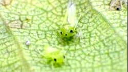 ウメの葉に県内初の病害虫を確認　埼玉県