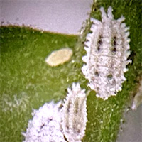 「クロテンコナカイガラムシ」雌成虫と幼虫