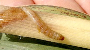 カンシャシンクイハマキ幼虫
