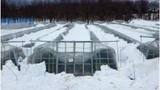 ハウスの早期再建など大雪被害に支援策決定－農水省