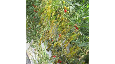 施設栽培トマトで県内初のトマト立枯病発生　広島県