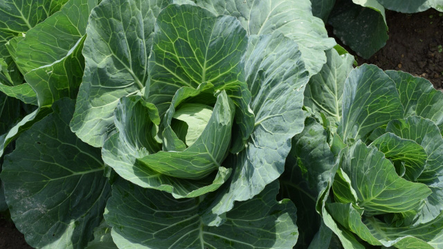 キャベツが安値傾向　9月の野菜の生育状況と価格見通し　農水省