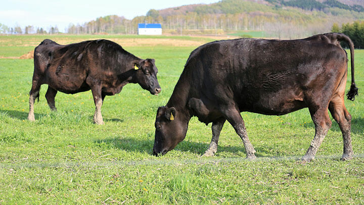 マカオ向け日本産牛肉　輸出条件撤廃で合意