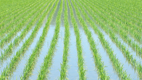 水稲の本田防除　予防散布が安定効果生む