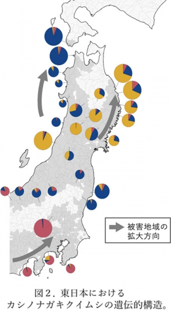 図2：東日本におけるカシノナガキクイムシの遺伝的構造