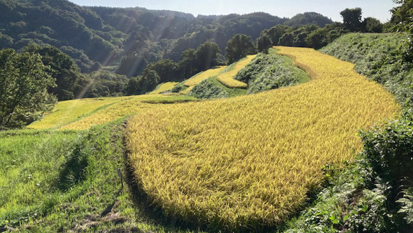中山間地域で栽培される「幻のもち米」