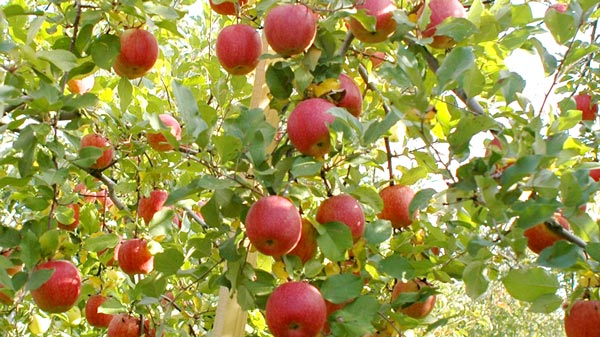 大湯ファームで栽培するりんご