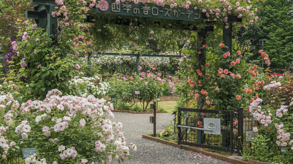 練馬区立「四季の香ローズガーデン」348品種の春バラが見ごろ.jpg