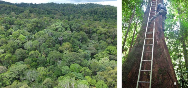 熱帯雨林樹木の葉脈構造とその機能を解明　国際農研
