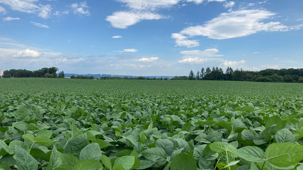 原料の枝豆は北海道のＪＡめむろ産限定