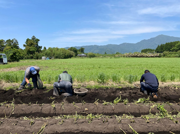 小いもの収穫風景