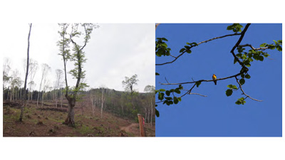わずかな広葉樹の大きな役割を検証　人工林内の広葉樹の保持が効率的に鳥類を保全