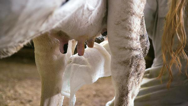 「タオルを贈る運動」酪農産地へ贈るタオルを募集　パルシステム
