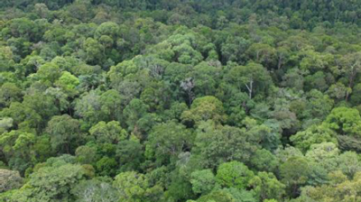 熱帯雨林樹木の葉脈構造とその機能を解明　国際農研s.png