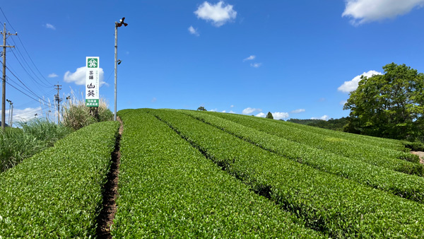 畝間に刈草を敷き詰める｢茶草場農法｣