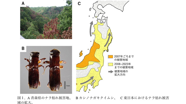 東日本のカシノナガキクイムシの由来を遺伝情報により解明　森林総合研究所-2_4.jpg