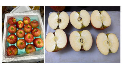 青森県産りんごをインドへ海上輸送　国産りんご初　生果実を輸出　ビルドストーン