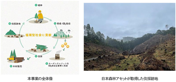 伐採跡地の再造林を加速　国内林業活性化へ　住友林業