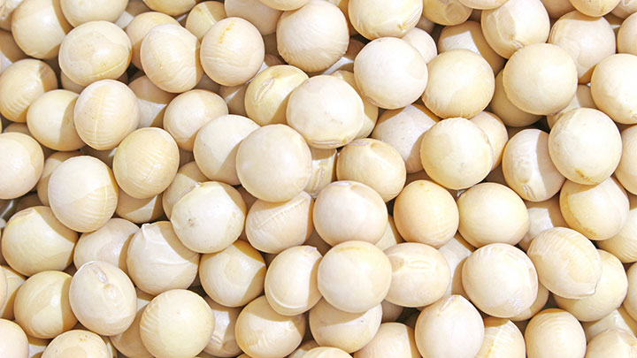 滋賀県産大豆「たまほまれ」にイソフラボン「ダイジン」のコラーゲンなど増加効果を発見