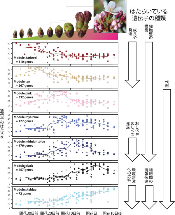 ソメイヨシノの萌芽から開花の時期に発現する遺伝子群とその発現量の変化