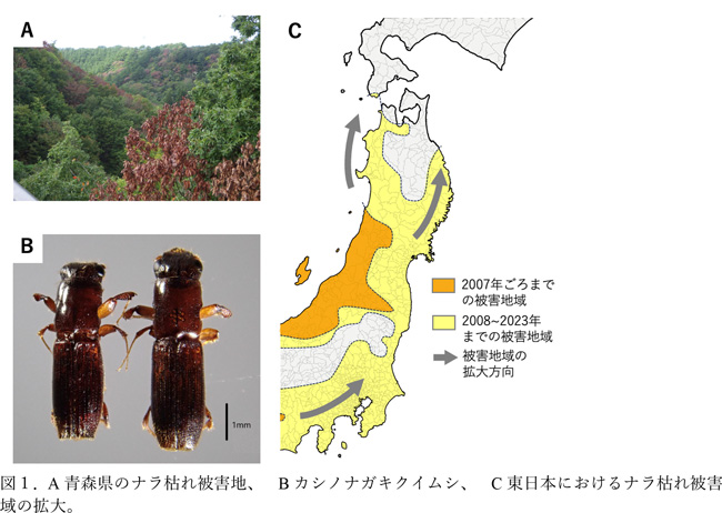 図1：A青森県のナラ枯れ被害地、 Bカシノナガキクイムシ、 C東日本におけるナラ枯れ被害 域の拡大