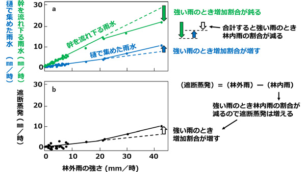 森林の遮断蒸発　激しい雨の時より多くの雨水を蒸発　森林総合研究所-4_2.jpg