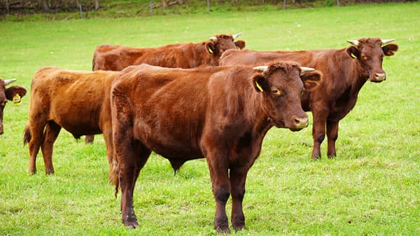 産直・有機JAS認証牛「産直はなゆき農場有機牛」発売　コープデリ