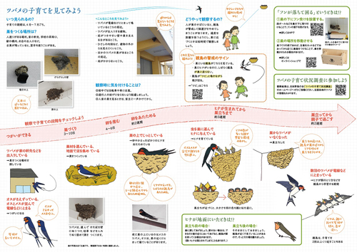 ツバメの観察ポイントを紹介『ようこそツバメ』無料プレゼント　日本野鳥の会