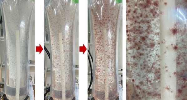 図：人工海水でのカギケノリ培養の様子。 左から培養開始時、2週間後、4週間後、バッグ内の個体