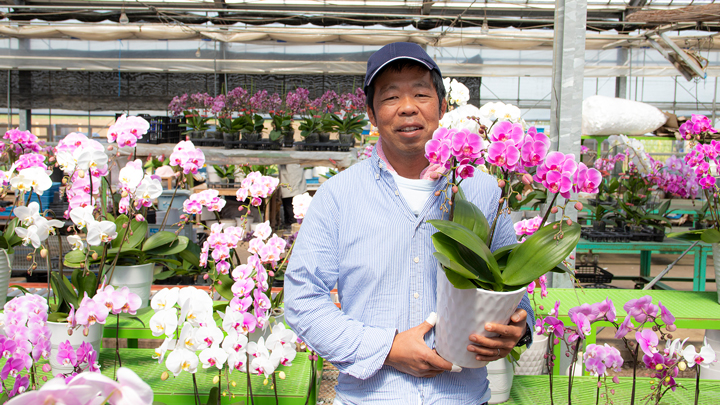 花が大きく豪華で長持ちするサカモト農園の胡蝶蘭