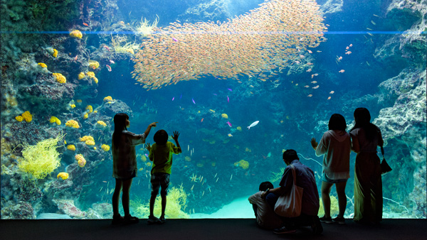 福島の水族館から生中継　飼育員が語る海の環境問題　パルシステム連合会