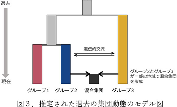 推定された過去の集団動態のモデル図