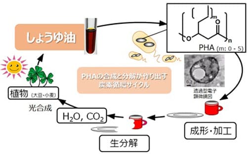 しょうゆ油を原料とした炭素循環サイクル（出典：岩手大学応用微生物学研究室HPより一部改変）