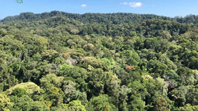世界初　ボルネオ熱帯多雨林の「一斉開花」衛星観測で広範囲に撮影s.jpg